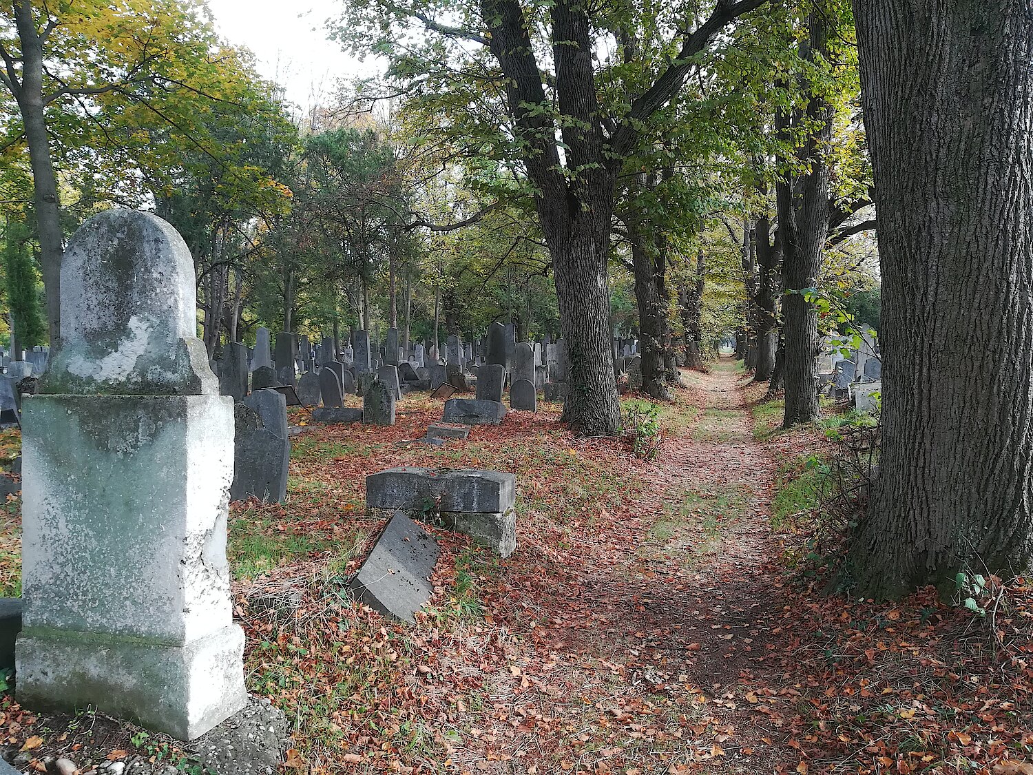 Naturnaher, waldartiger Bereich im Zentralfriedhof in Wien.
