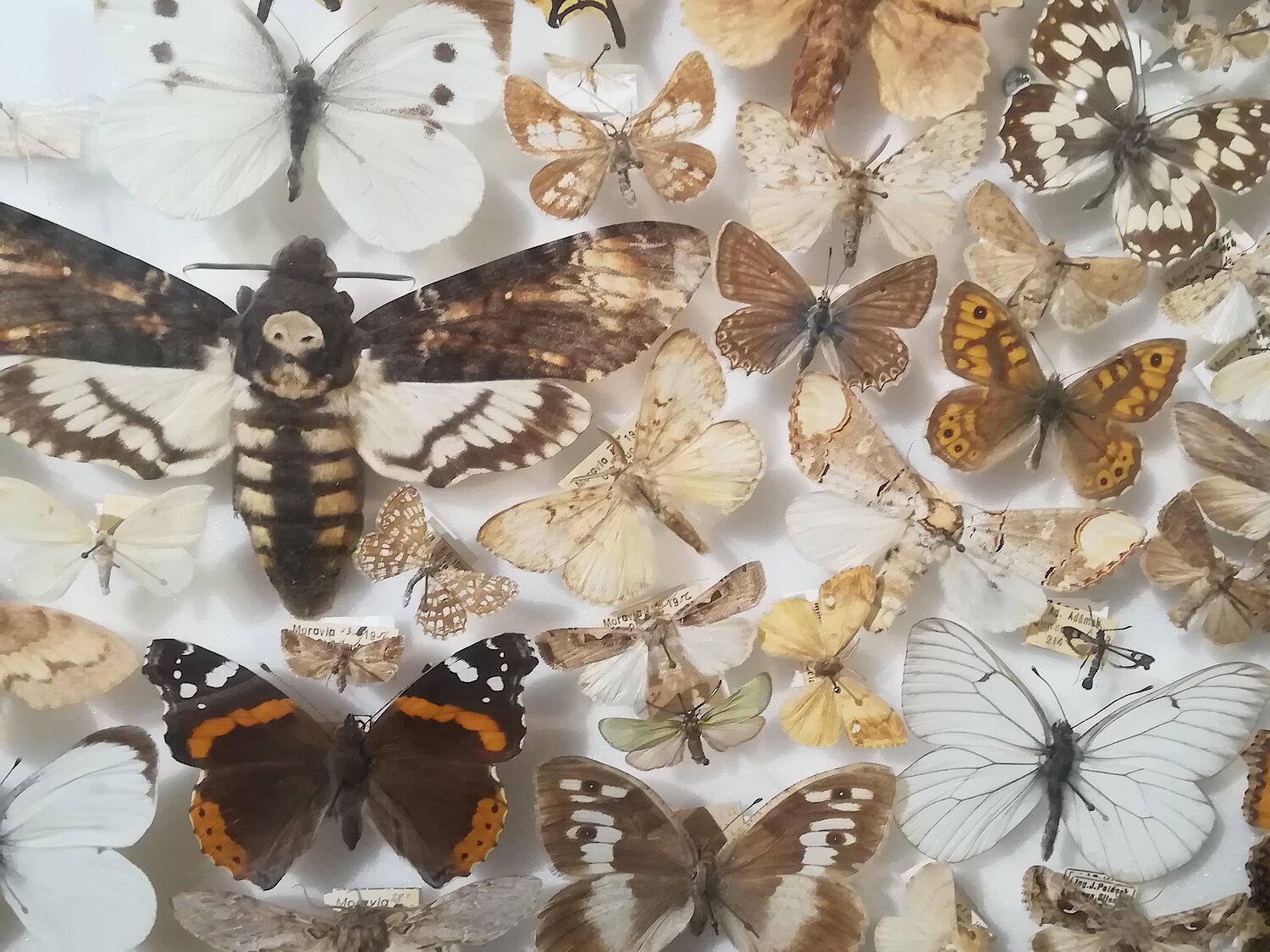 Verschiedene Schmetterlingsarten als Anschauungsobjekte in einem Schaukasten. 