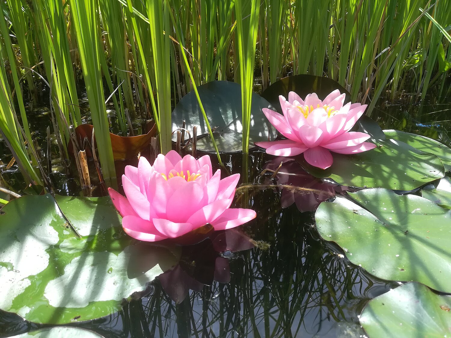 Zwei rosafarbene Seerosenblüte am Rande eines Teiches.