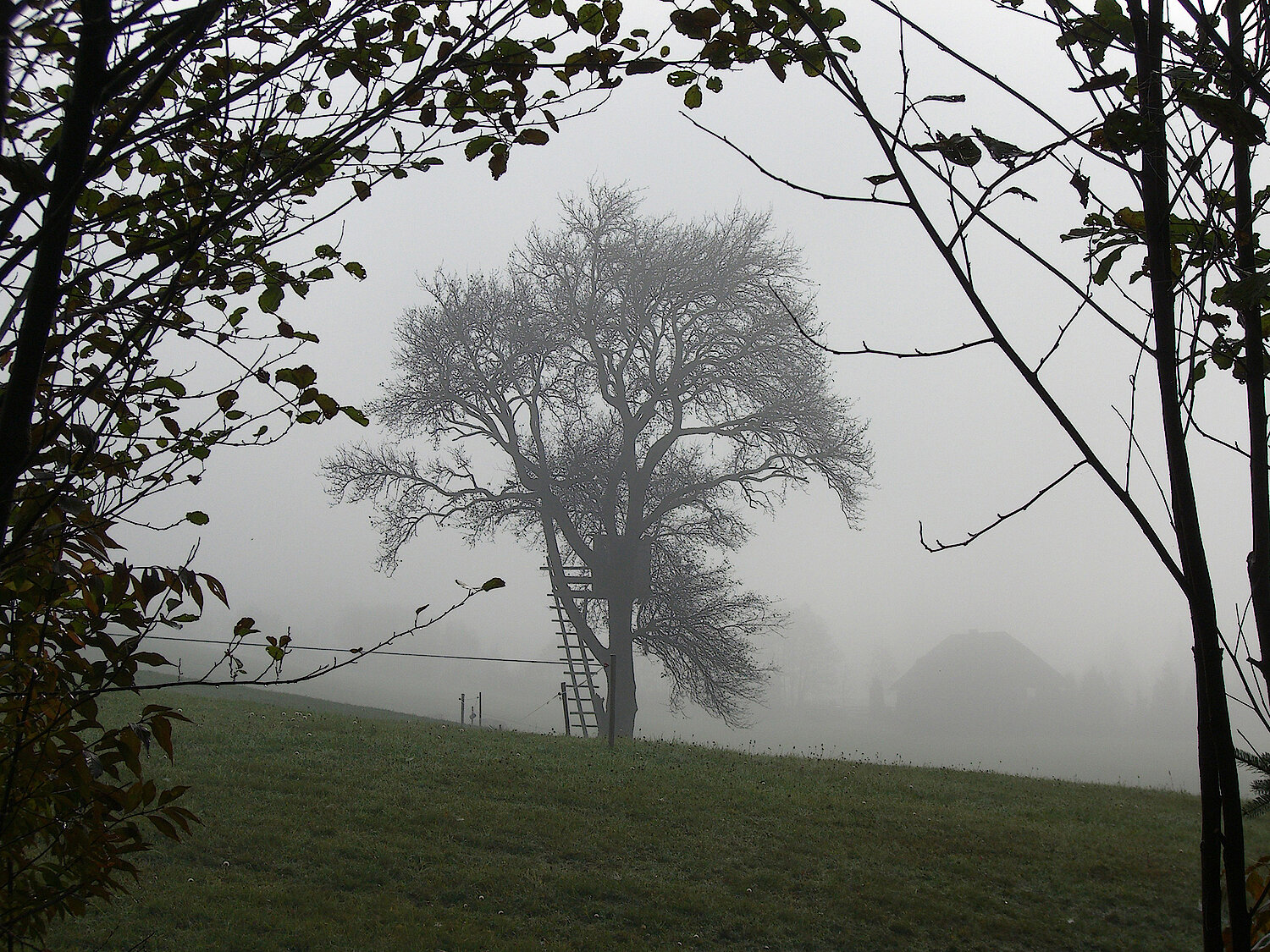 Foto Baum im Nebel