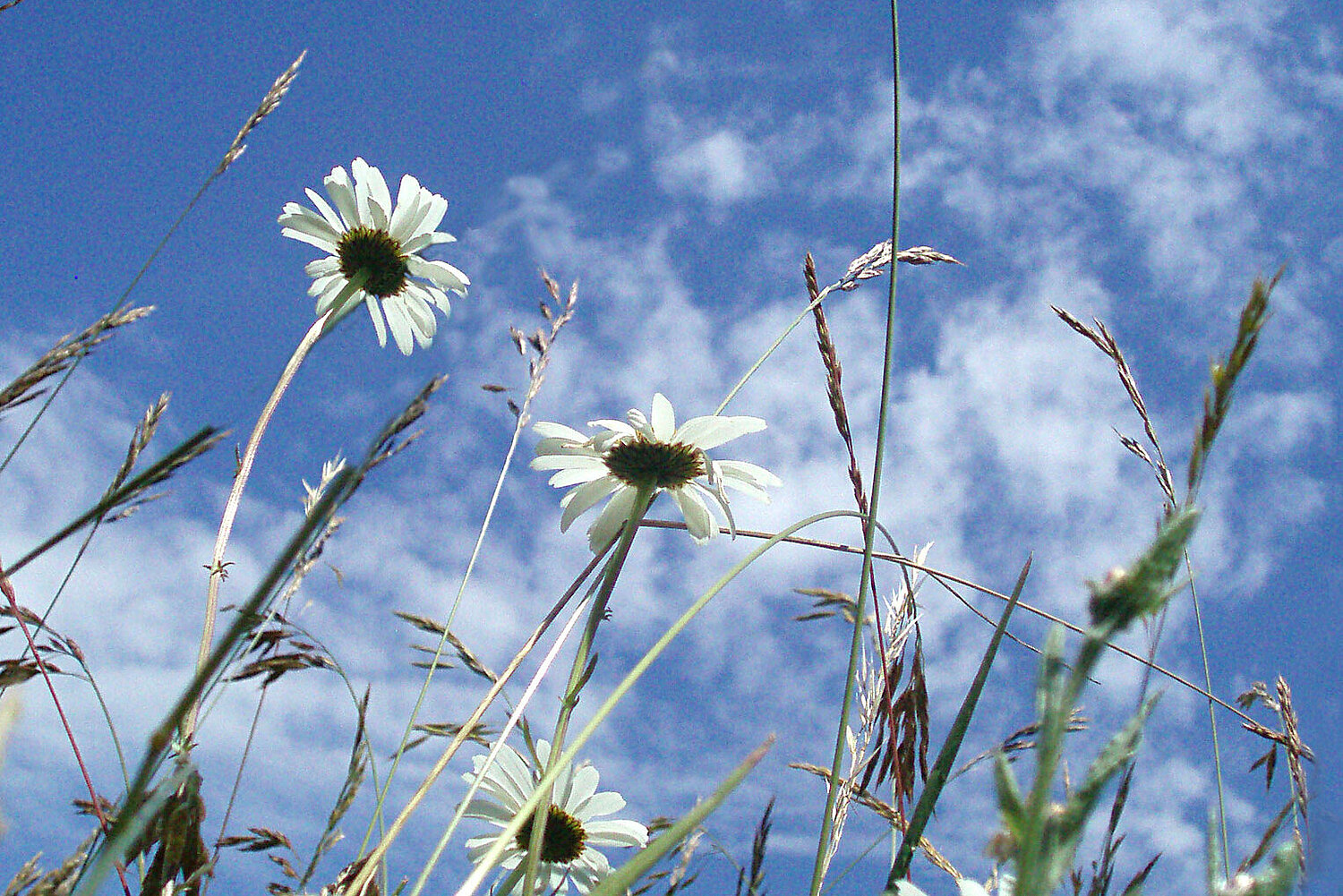 Foto Blumenwiese