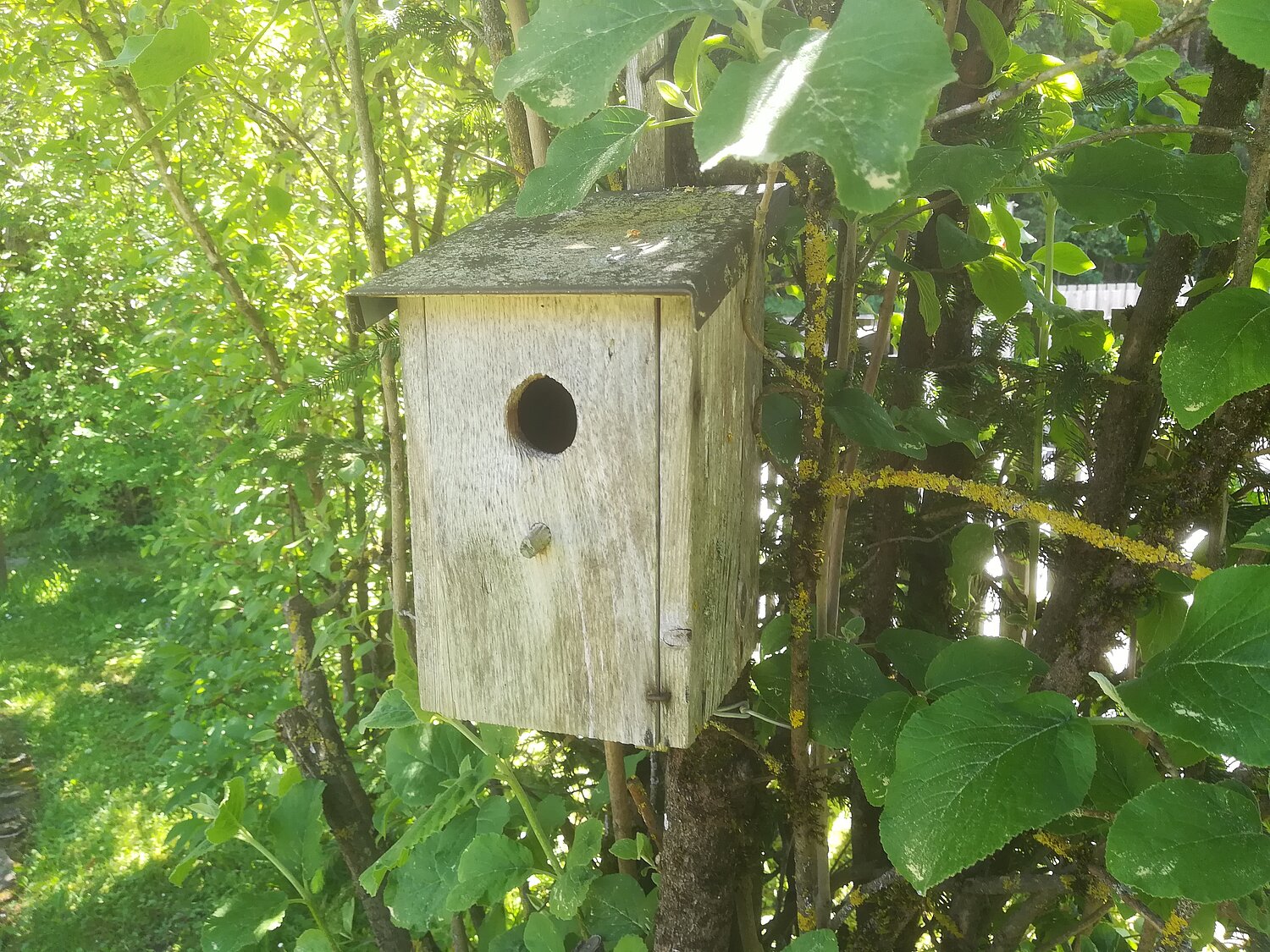 Vogelnistkasten aus Holz in einer Hecke.