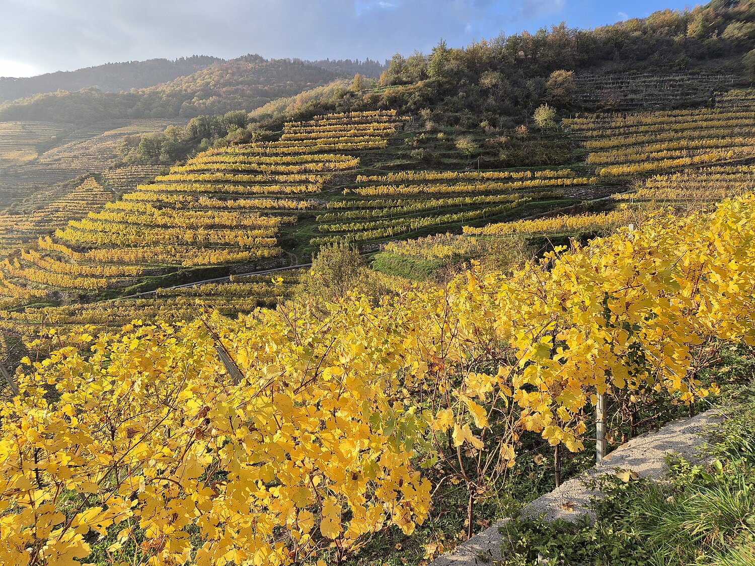 Herbstliche, leuchtend gelb gefärbte Weingärten in der Wachau.