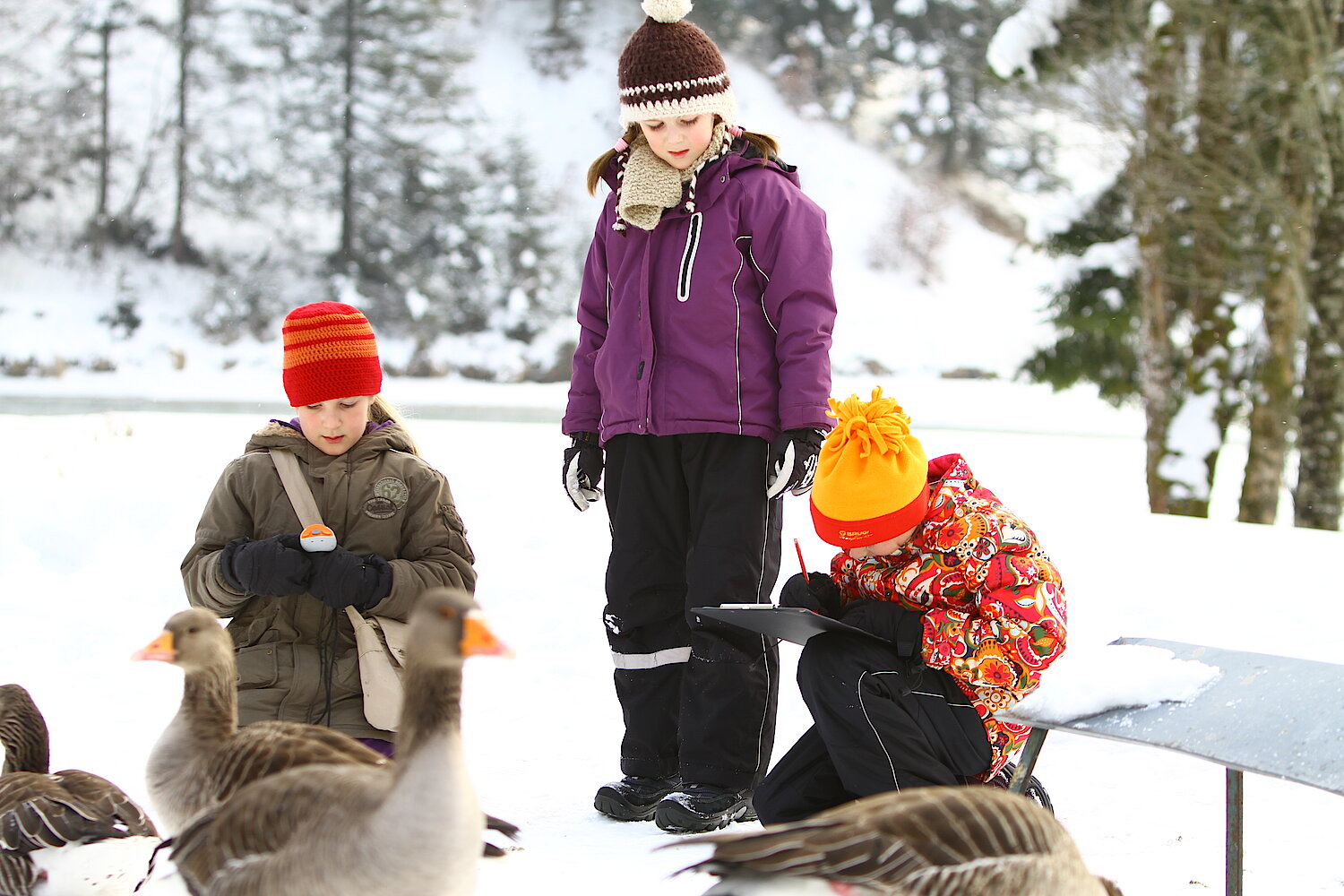 Drei Kinder der Volksschule tragen im winterlichen Freiland die Nummern der vor ihnen befindlichen, individuell markierten Graugänse in ihre Unterlagen ein.