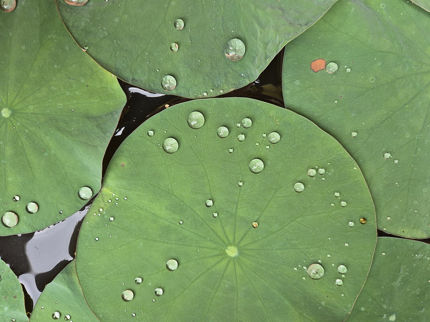 Lotusblätter mit einzelnen, verschieden großen Wasserperlen, die nicht zerrinnen (Lotus-Effekt).