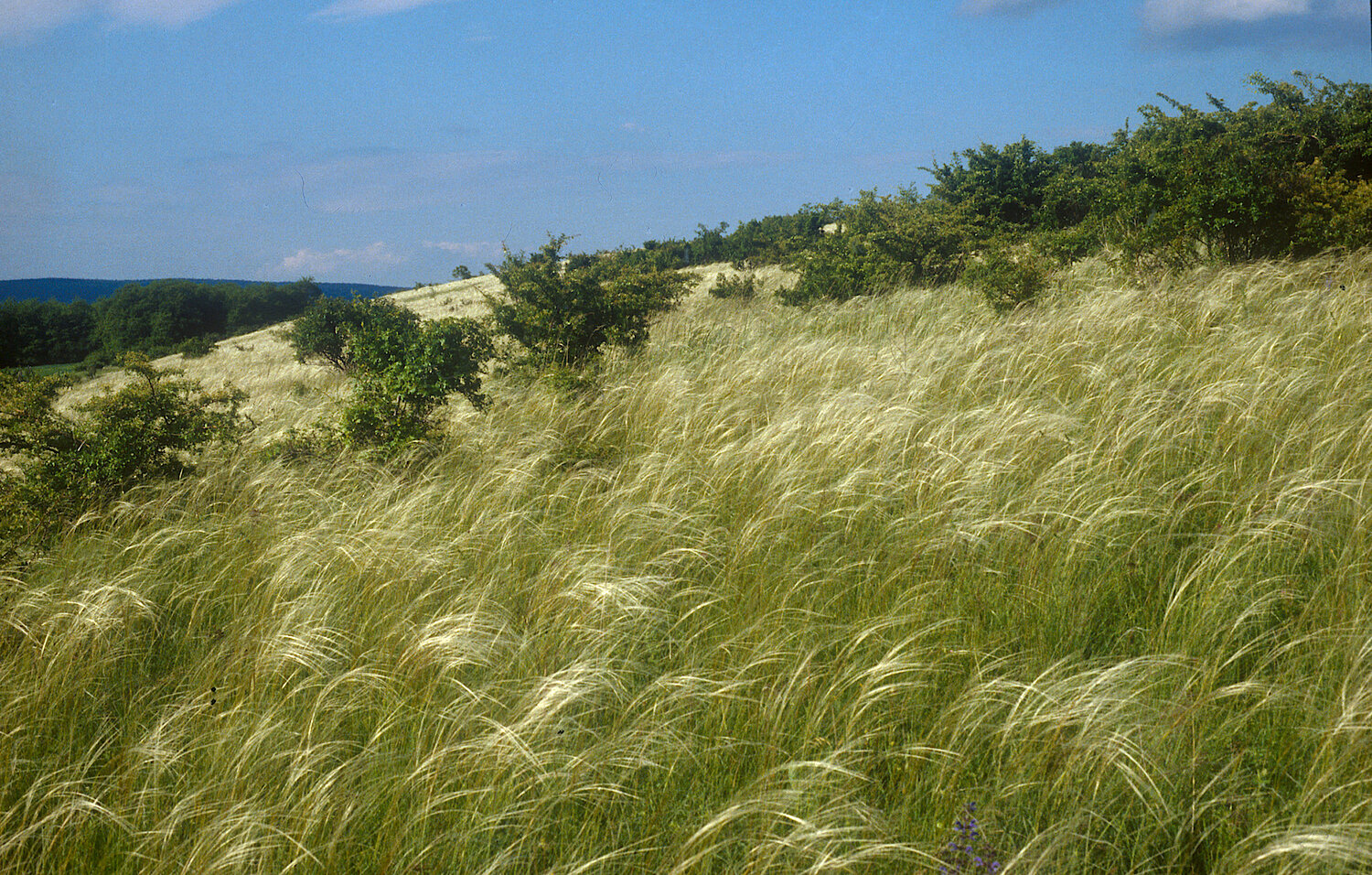 Foto Trockenwiese