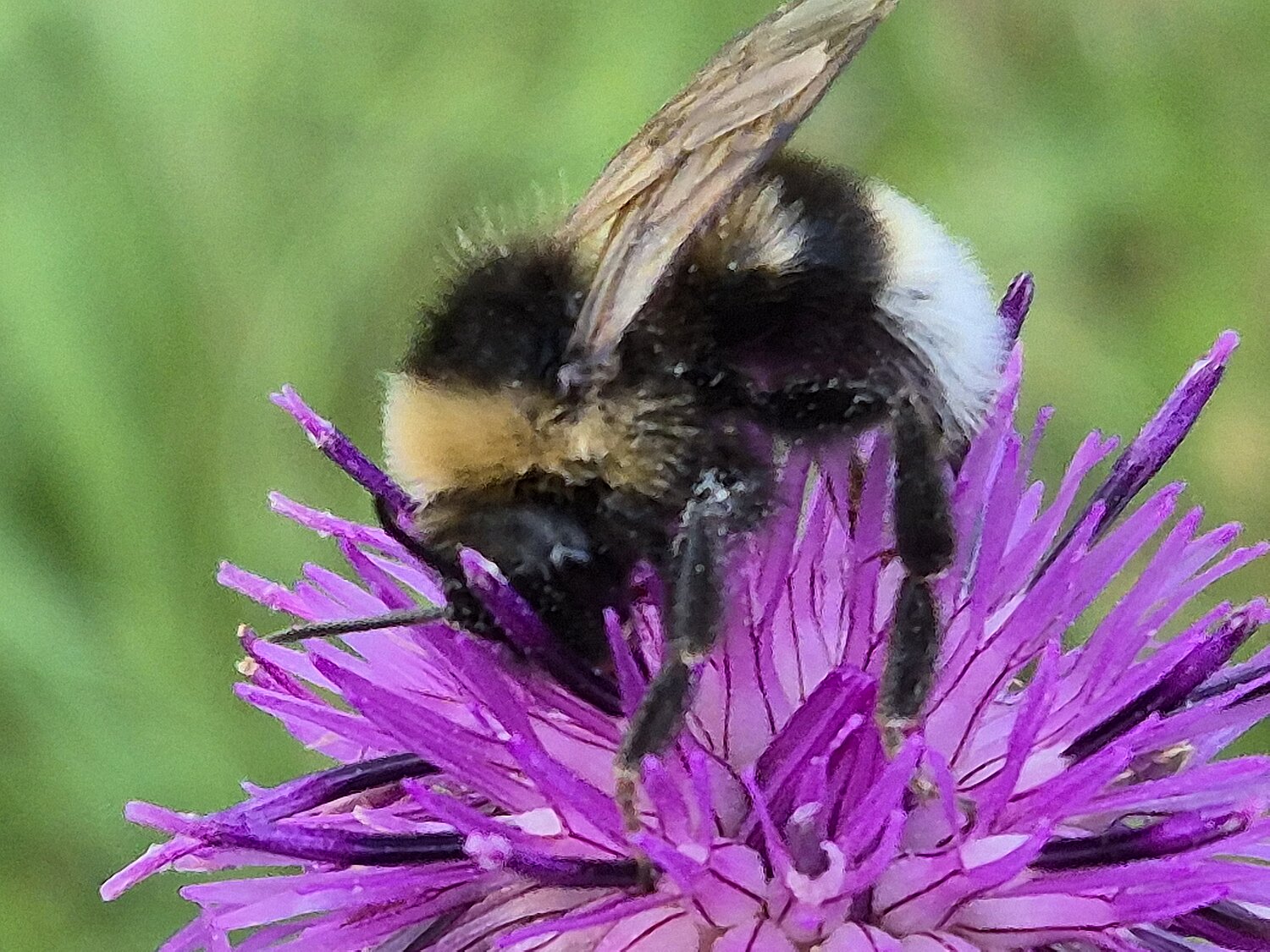 Hummel auf einer violetten Blüte.