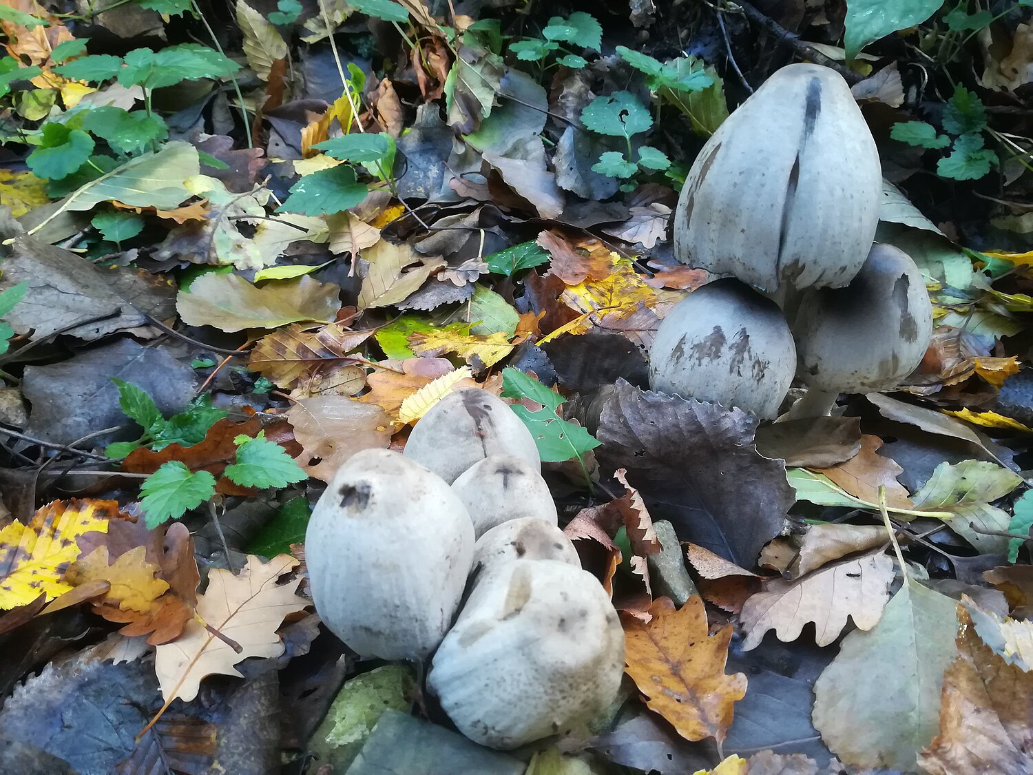 Silbrige, birnenförmige Pilze auf Waldboden mit Herbstlaub.