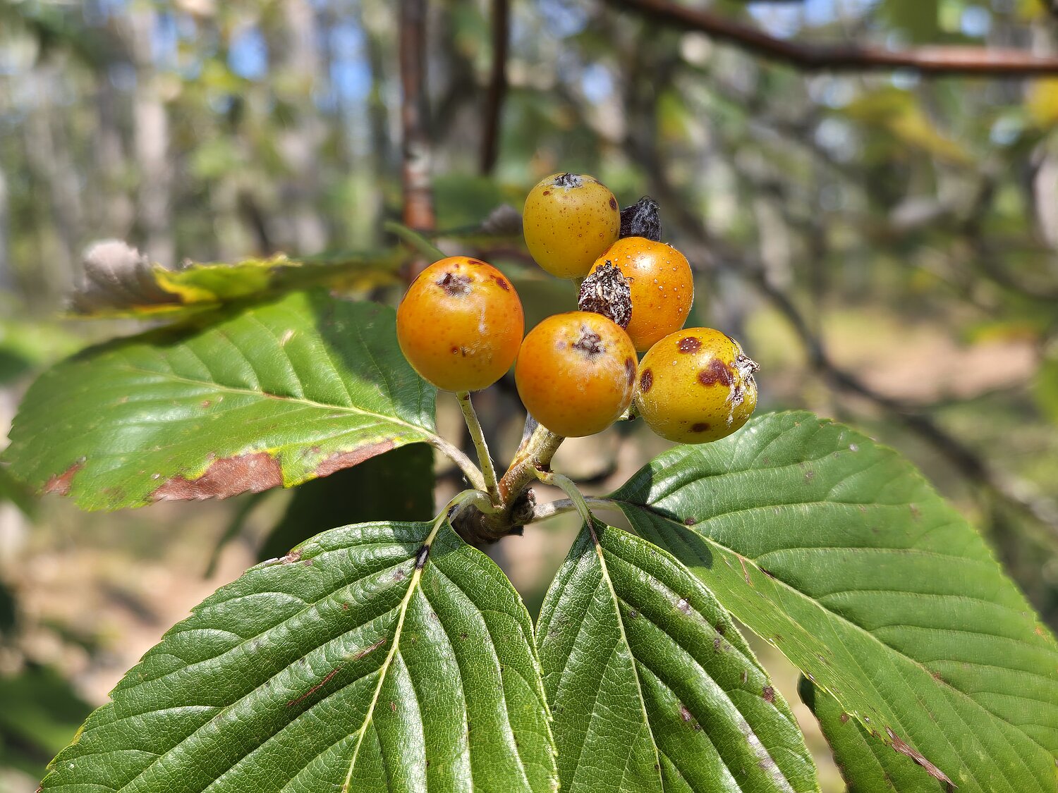 Blätter und Früchte einer Mehlbeere - Baum des Jahres 2025