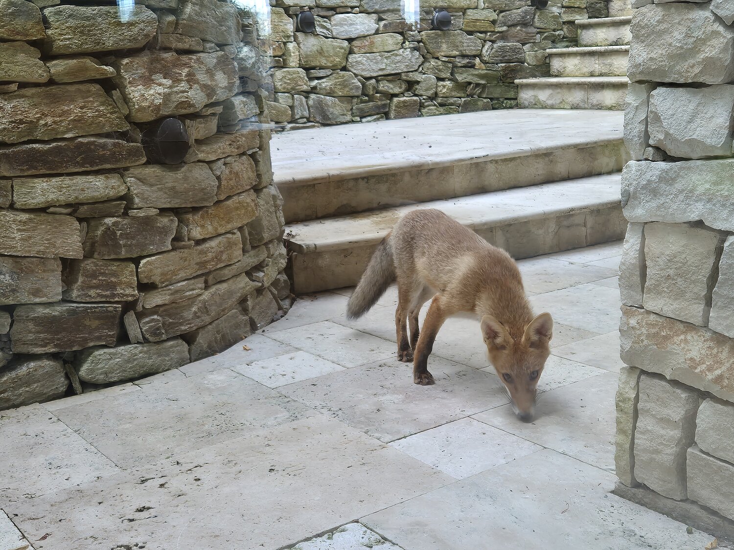 Junger Fuchs schnüffelt vor der Wohnungstür eines Hauses.