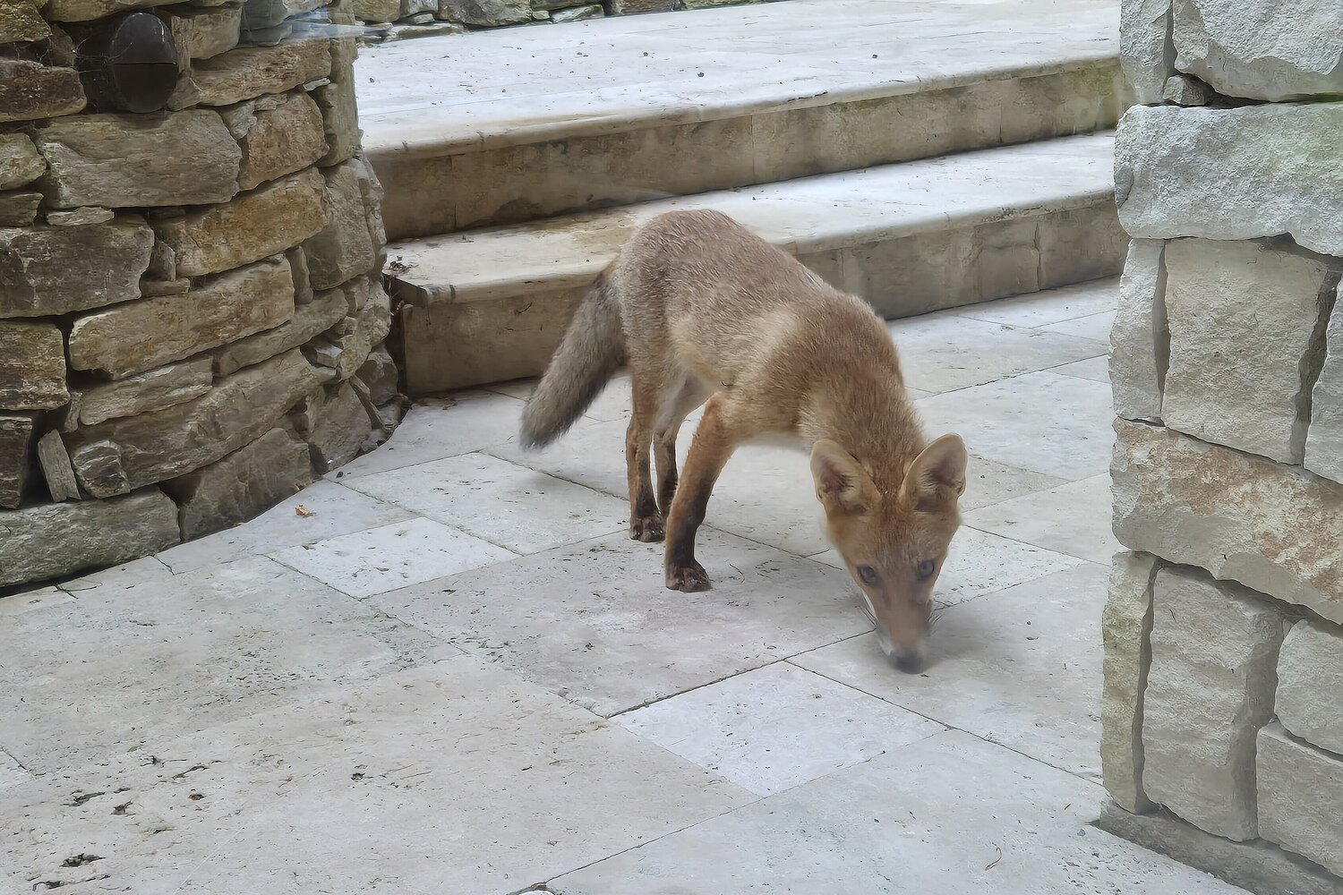 Junger Fuchs schnüffelt vor der Wohnungstür eines Hauses.