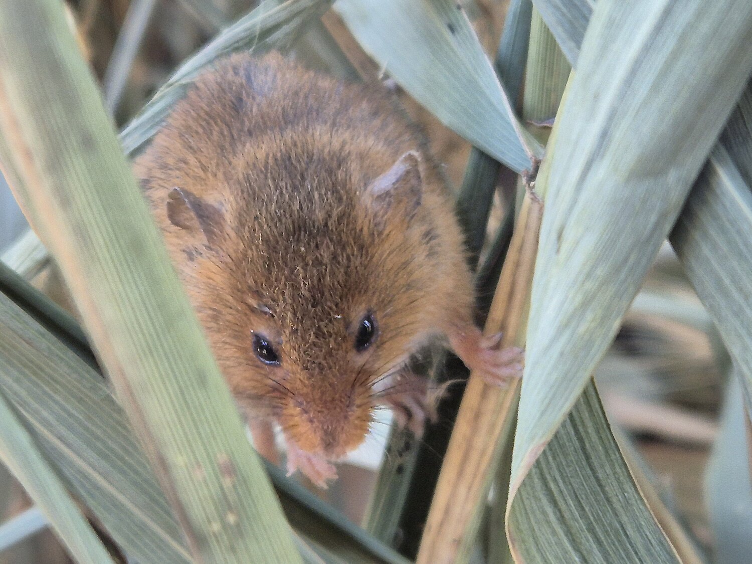 Eurasische Zwergmaus im Schilf sitzend.