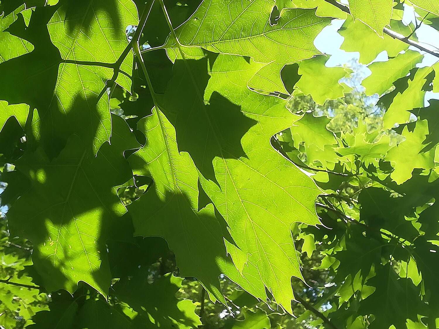 Lichtdurchflutete grüne Eichenblätter der Baumart Quercus rubra.