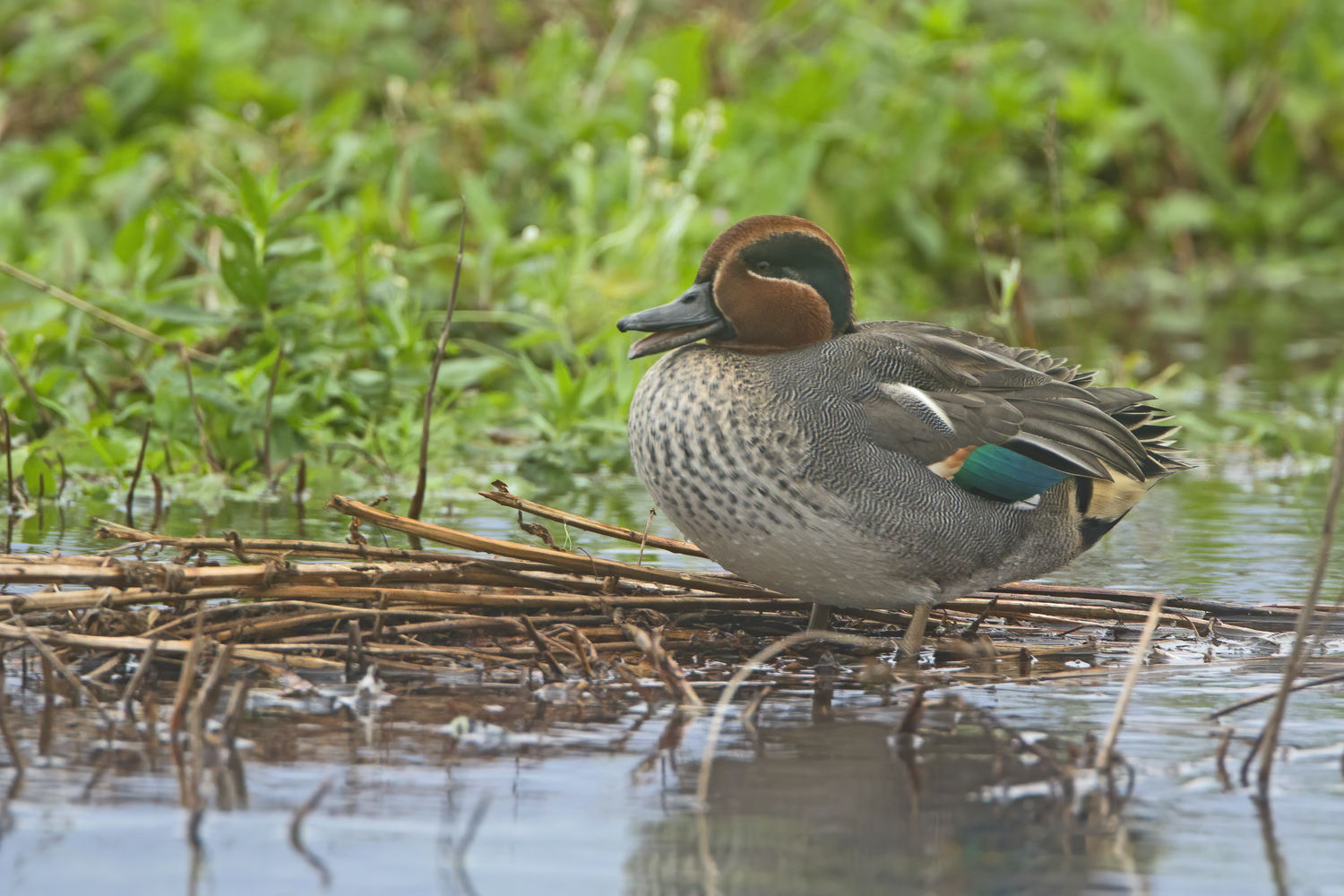 Das Bild zeigt eine männliche Krickente. Die Krickente wurde von BirdLife Österreich zum Vogel des Jahres 2025 gekürt.