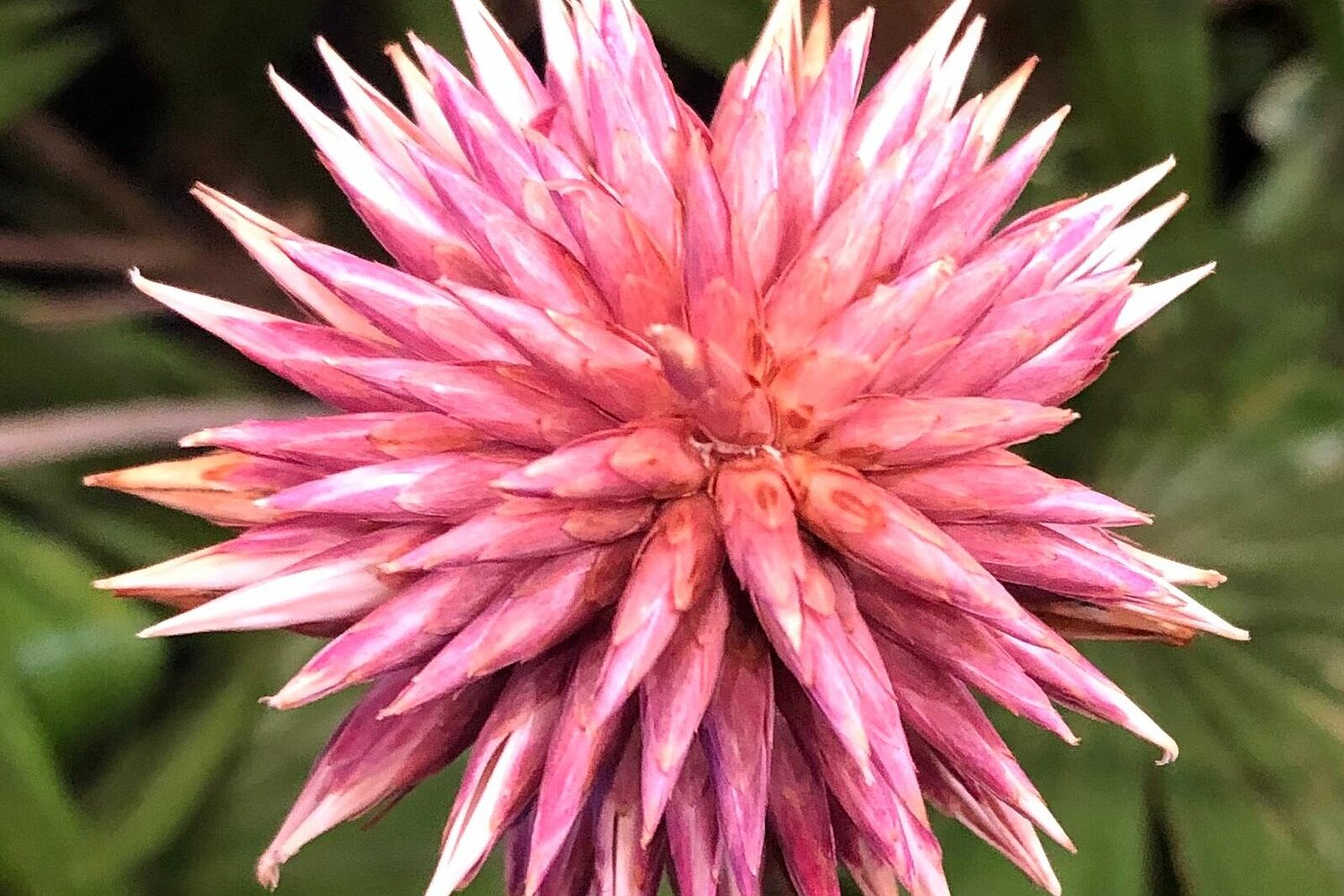 Rosarote Blüte der in Kolumbien endemischen Pflanzenart Schoenocephalium teretrifolium, die Blüte war das Symbol der 16ten Biodiversitäts-Vertragsstaatenkonferenz in Cali (Kolumbien).