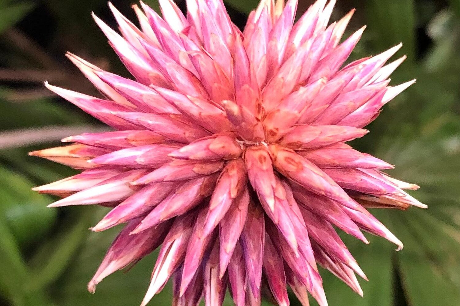 Rosarote Blüte der in Kolumbien endemischen Pflanzenart Schoenocephalium teretrifolium, die Blüte war das Symbol der 16ten Biodiversitäts-Vertragsstaatenkonferenz in Cali (Kolumbien).