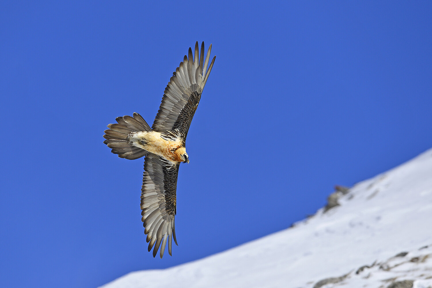 Fliegender Bartgeier.