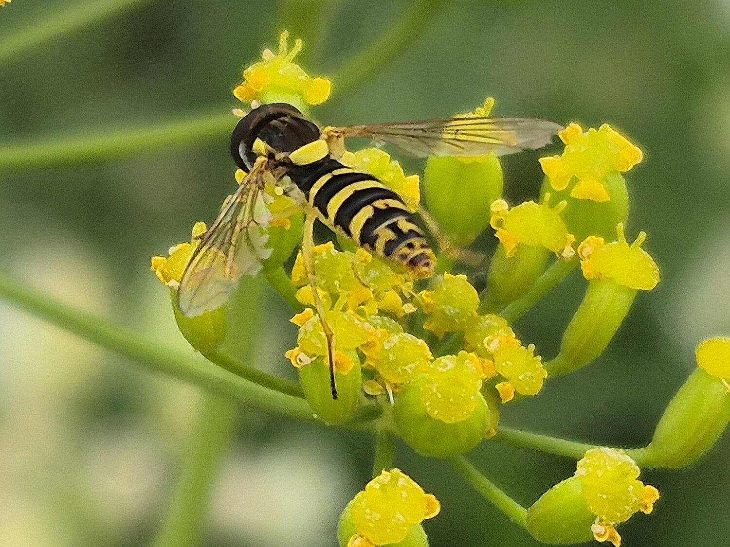 Gewöhnliche Langbauchschwebfliege auf einer gelben Doldenblüte sitzend.