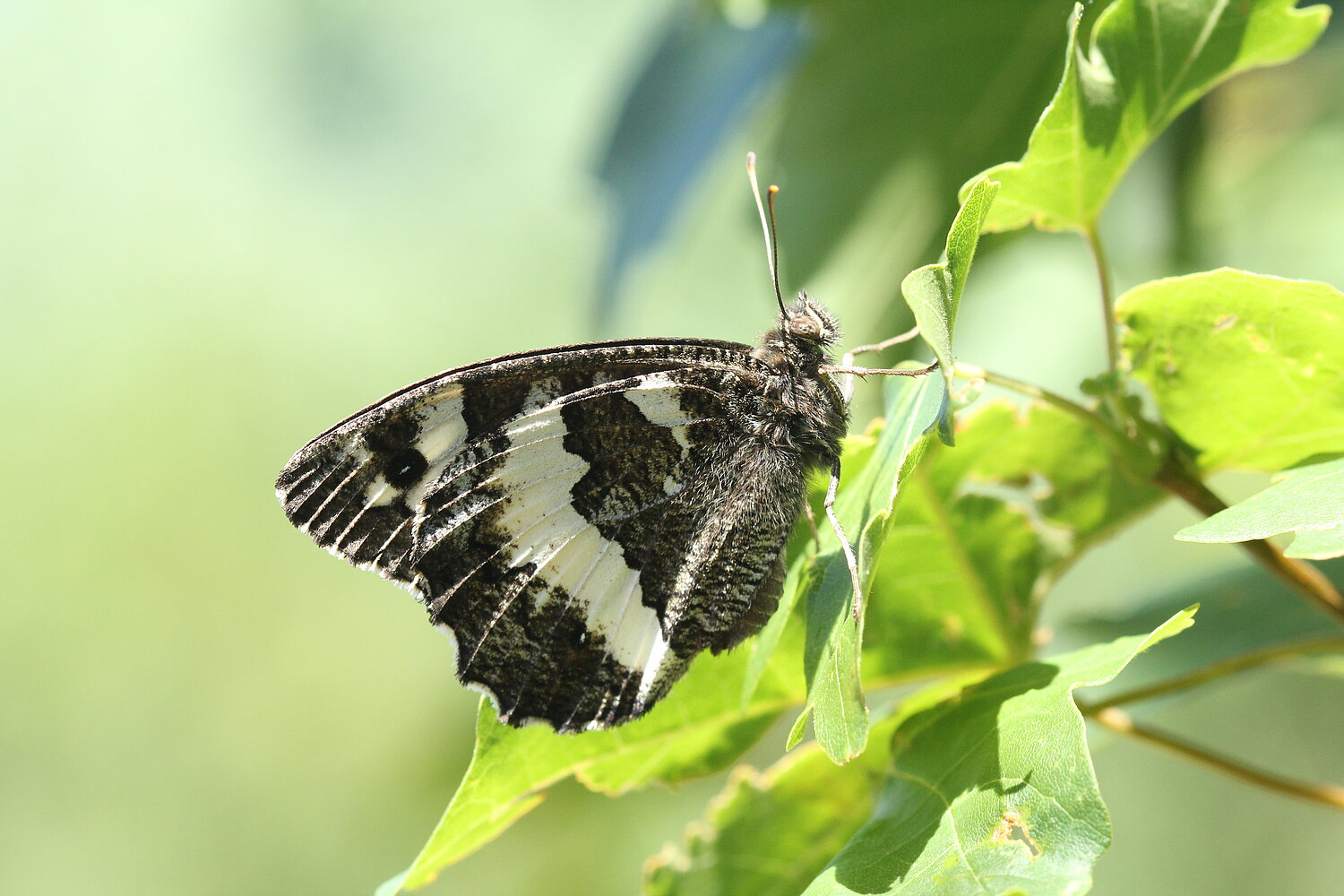 Weißer Waldportier, in Schmetterling (Tagfalter) aus der Familie der Edelfalter, auf einem Blatt sitzend.