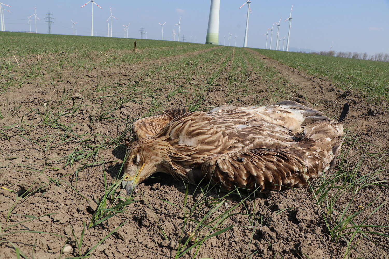 Toter Kaiseradler auf Ackerboden, im Hintergrund sind zahlreiche Windkraftanlagen zu sehen.