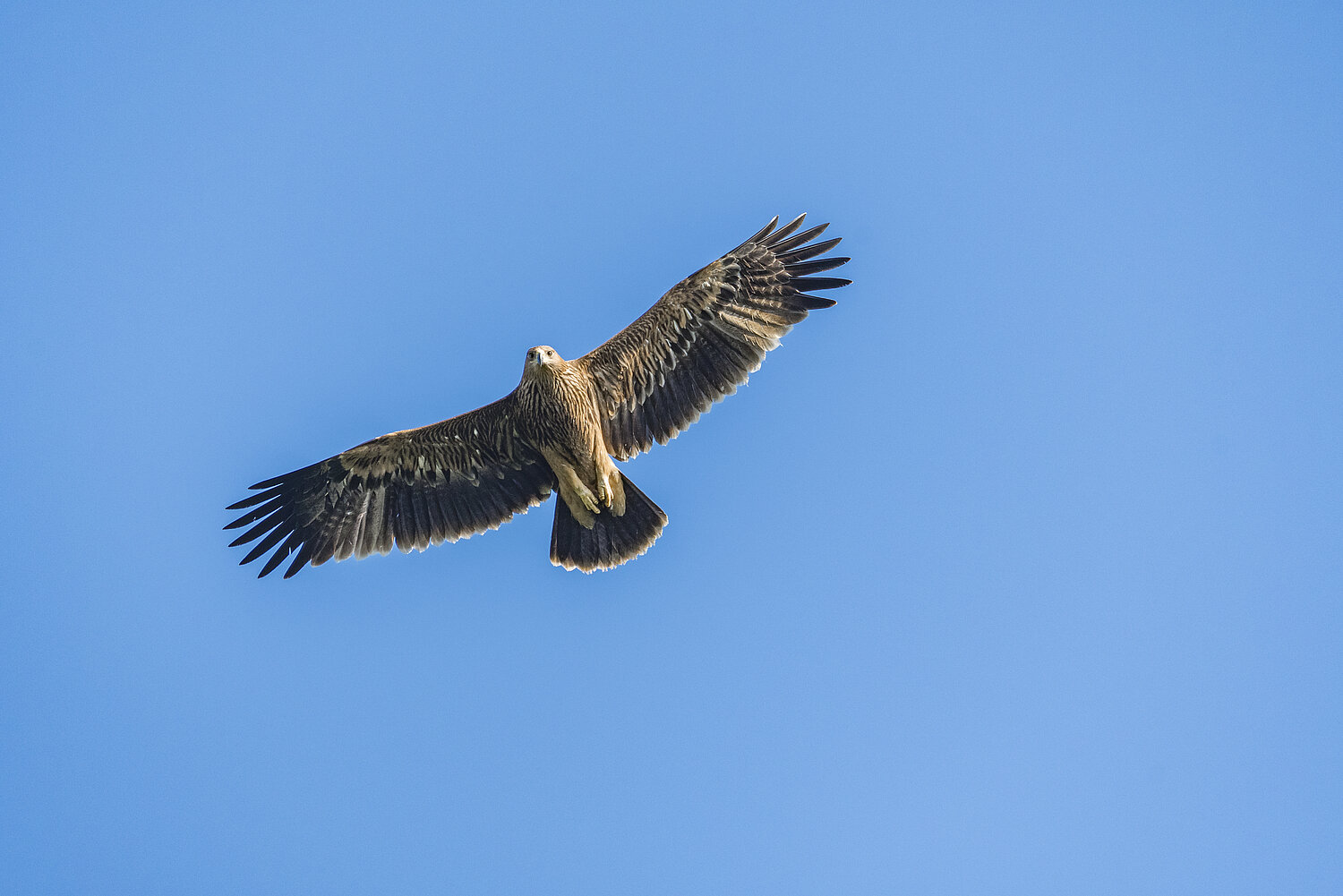 Silhouette eines fliegenden, jungen Kaiseradlers.